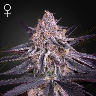 King's Juice (Greenhouse Seeds) Feminisiert