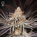 Dark Phoenix (Greenhouse Seeds) Feminized