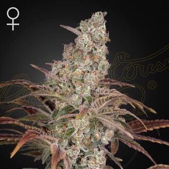 Jack's Dream (Greenhouse Seeds) Feminized