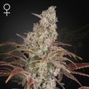 Jack's Dream (Greenhouse Seeds) feminisiert