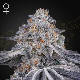 Velvet Moon (Greenhouse Seeds) feminisiert