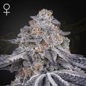 Velvet Moon (Greenhouse Seeds) feminisiert