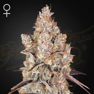 Holy Snow (Greenhouse Seeds) feminisiert