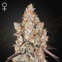 Holy Snow (Greenhouse Seeds) feminized