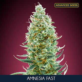 Amnesia Fast (Advanced Seeds) feminized