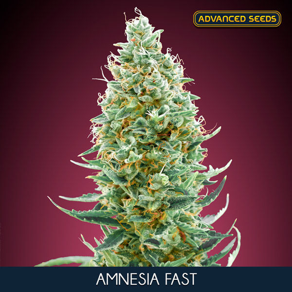 Amnesia Fast | Advanced Seeds - Zamnesia