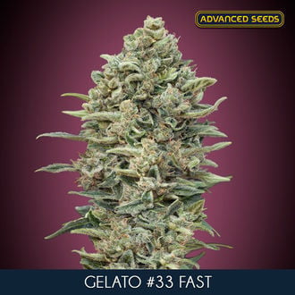 Gelato 33 Fast (Advanced Seeds) Feminized