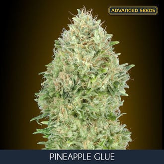 Pineapple Glue (Advanced Seeds) Feminisiert