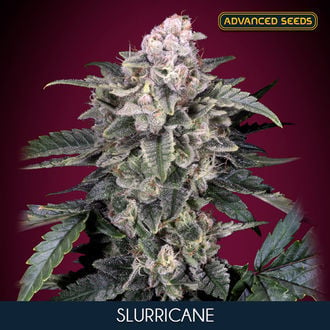 Slurricane (Advanced Seeds) feminisiert