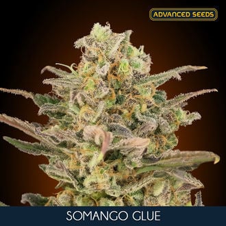 Somango Glue (Advanced Seeds) Feminisiert