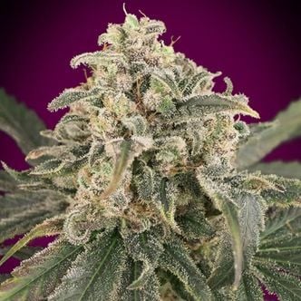 Auto Amnesia XXL (Advanced Seeds) feminized