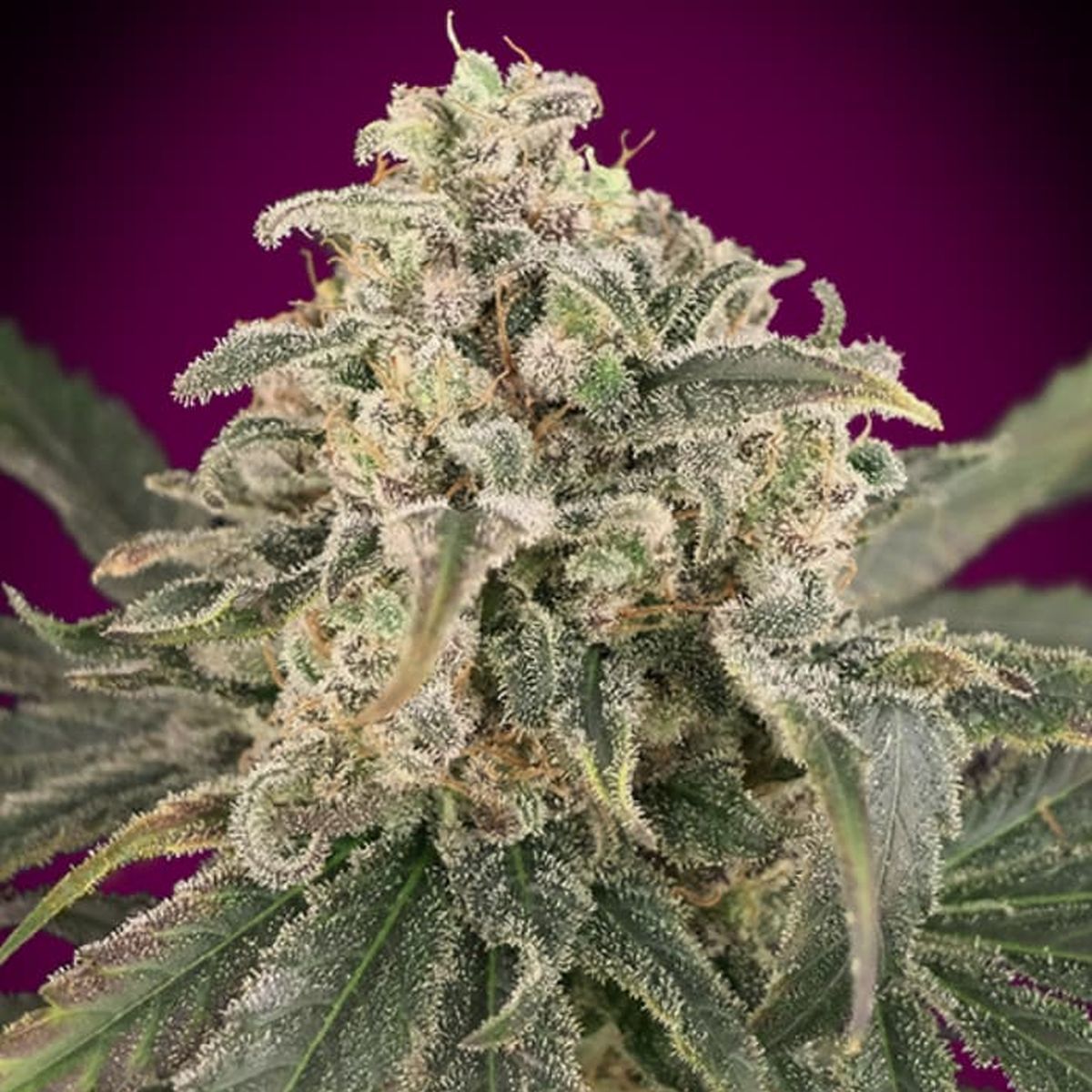 Amnesia XXL Feminisiert (Linda Seeds)