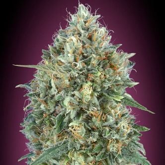 Auto Gelato 33 (Advanced Seeds) feminized