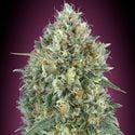 Auto Gelato 33 (Advanced Seeds) feminisiert