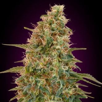 Auto Zkittlez (Advanced Seeds) feminisiert