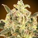 Auto Biodiesel Mass XXL (Advanced Seeds) feminized