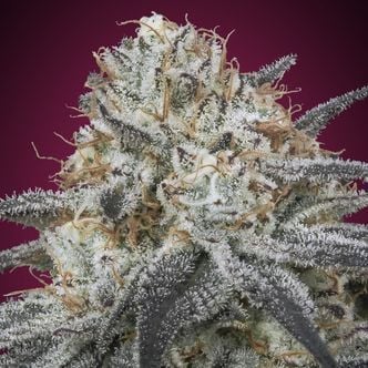 Auto Slurricane (Advanced Seeds) feminisiert