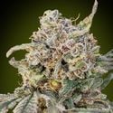 Auto Somango Glue (Advanced Seeds) feminisiert