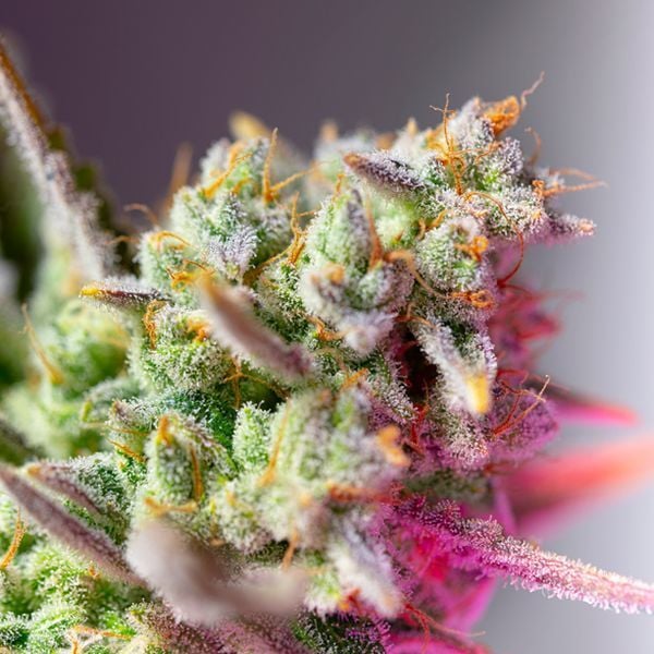 Purple Mimosa XL Auto (Ganja Farmer)