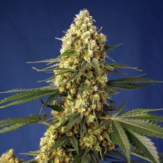 Strawberry Banana Gelato XL Auto (Sweet Seeds) feminisiert