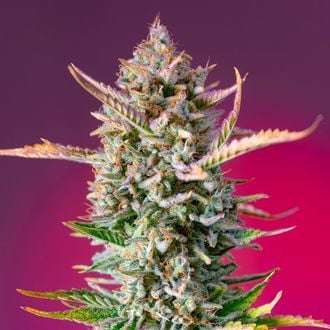 Gorilla Sherbet - F1 Fast Version (Sweet Seeds) feminisiert