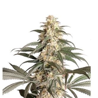 Black Lebanon (Super Sativa Seed Club) feminized