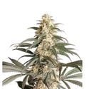 Black Lebanon (Super Sativa Seed Club) feminized