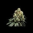 Bruce Lemon Diesel (Super Sativa Seed Club) feminisiert