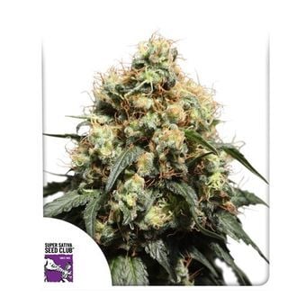 Bruce Lemon Diesel (Super Sativa Seed Club) feminisiert