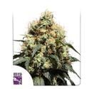 Bruce Lemon Diesel (Super Sativa Seed Club) feminized