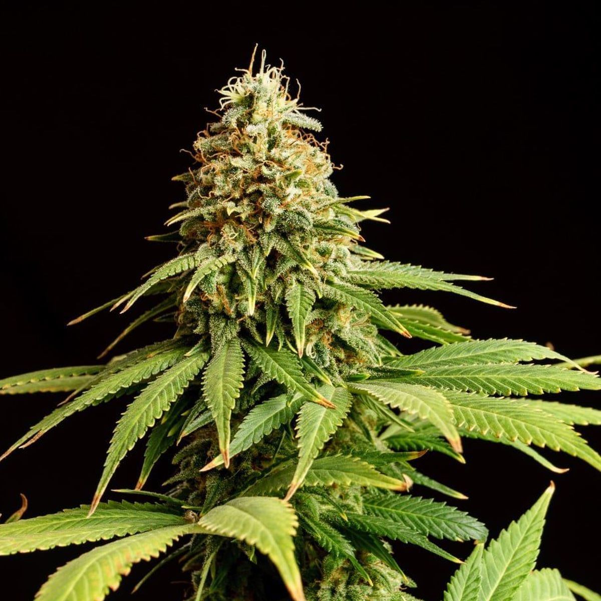 Hellfire OG Feminisiert (Kannabia)