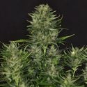 Dosidos Auto (Kannabia) feminized