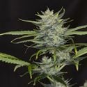 Gorilla King Auto (Kannabia) feminized