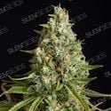 Amnesia Lemon (Silent Seeds) feminized