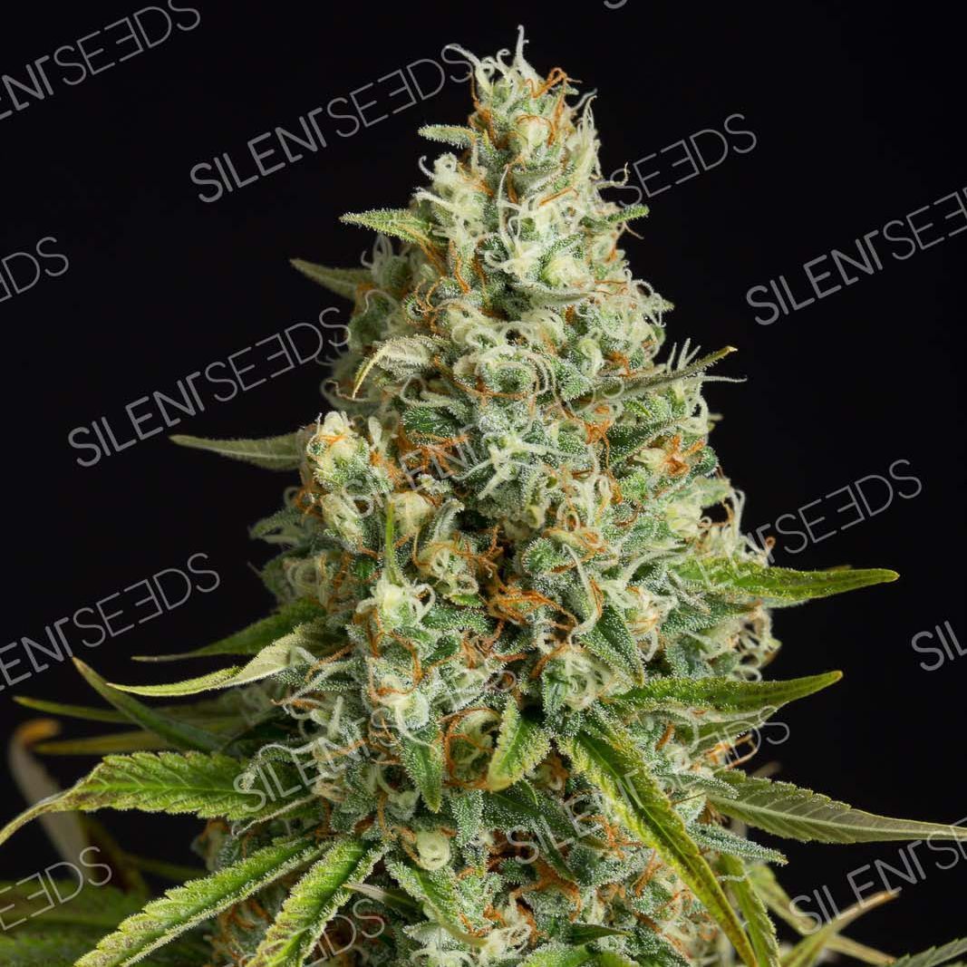 Amnesia Lemon Feminisiert (Linda Seeds)