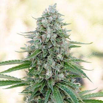 Critical Mango (Silent Seeds) feminized