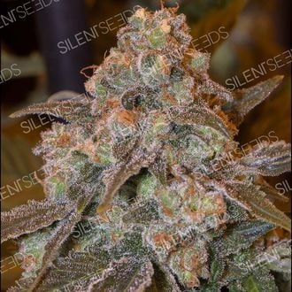 Gorilla Frost (Silent Seeds) feminisiert