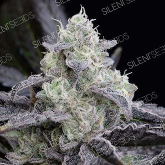 LA Vanilla Cake (Silent Seeds) feminisiert