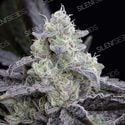 LA Vanilla Cake (Silent Seeds) feminized