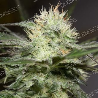 Lemon Sorbet (Silent Seeds) feminisiert