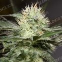 Lemon Sorbet (Silent Seeds) feminized