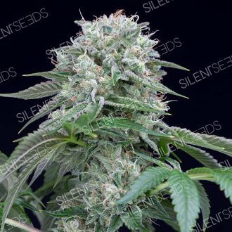 Starfire OG (Silent Seeds) feminisiert