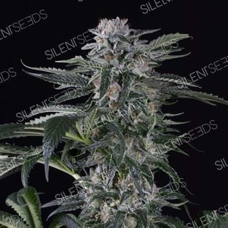 Moby Dick Auto (Silent Seeds) feminisiert