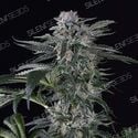 Moby Dick Auto (Silent Seeds) feminisiert