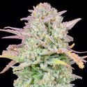 Original Trainwreck Auto (FastBuds) feminisiert