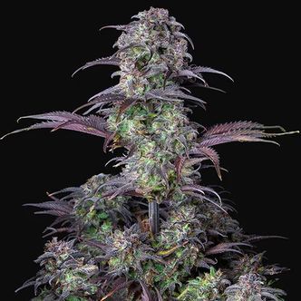 Original Blueberry Auto (FastBuds) feminized