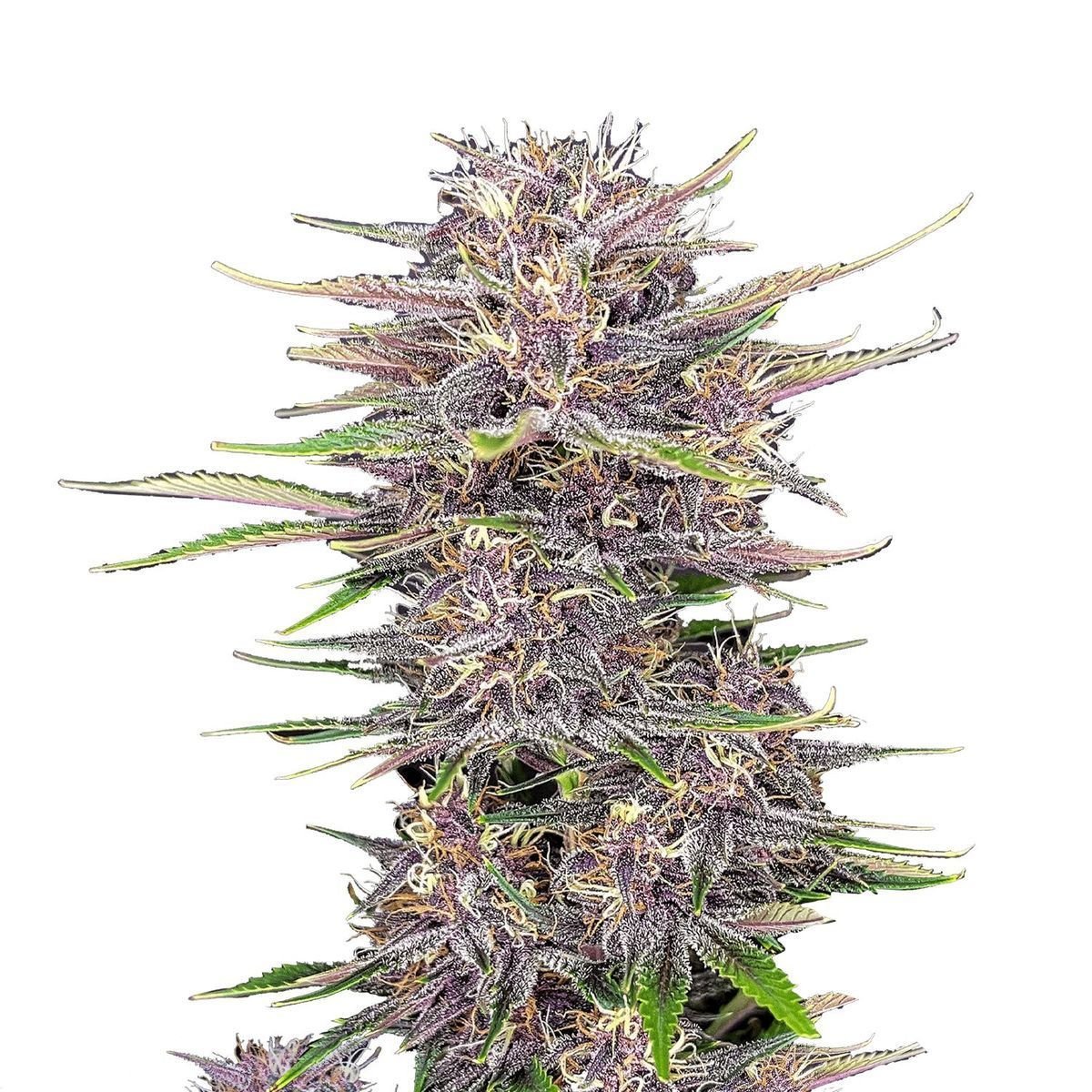 Banana Purple Punch Auto (FastBuds) feminisiert