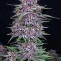 Banana Purple Punch Auto (FastBuds) feminized