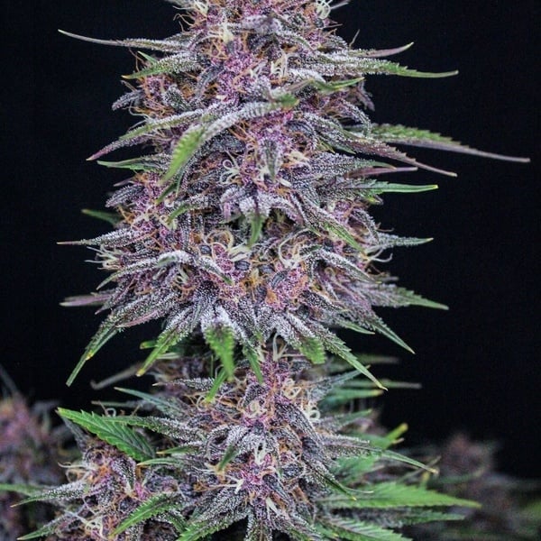 Banana Purple Punch Auto (FastBuds) feminized