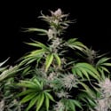 Cherry Cola Auto (FastBuds) feminized